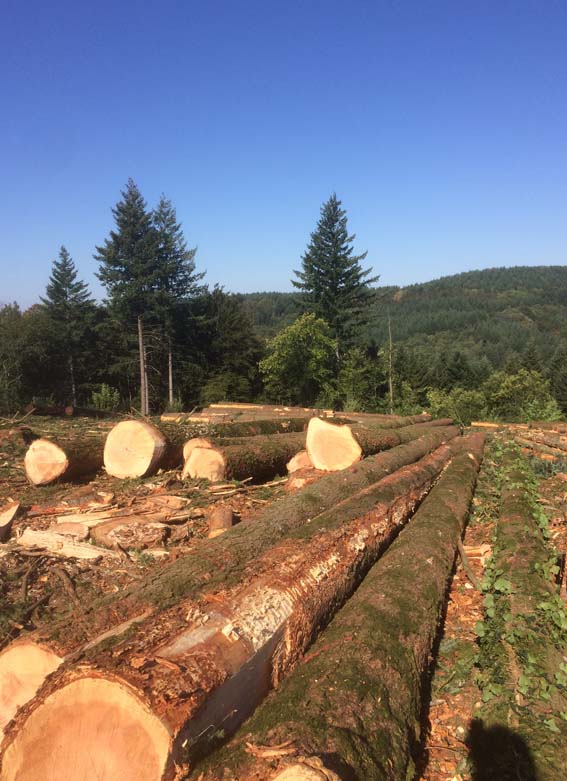 Saint Angel Forest : exploitant forestier certifié à Saint-Angel en Corrèze (19)